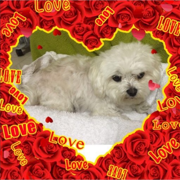 Maltese - Picture 9 of 16